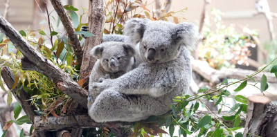 多摩動物公園